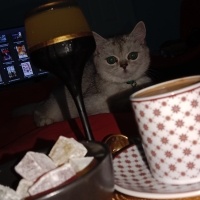 British Shorthair, Kedi  Luna fotoğrafı