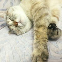 British Shorthair, Kedi  Mia fotoğrafı