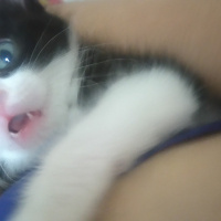 Cymric, Kedi  Ginger  fotoğrafı