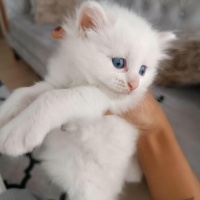 British Longhair, Kedi  Mia fotoğrafı