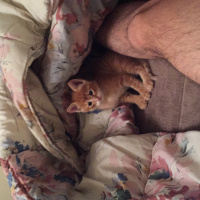 Tekir Kedi, Kedi  Juti fotoğrafı