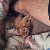 Tekir Kedi, Kedi  Juti fotoğrafı