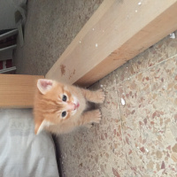 Tekir Kedi, Kedi  Juti fotoğrafı