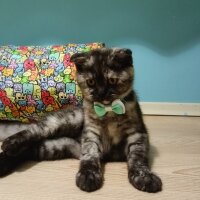 Scottish Fold, Kedi  Gece fotoğrafı