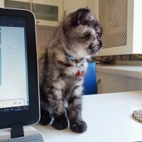 Scottish Fold, Kedi  Gece fotoğrafı