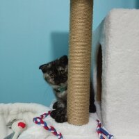 Scottish Fold, Kedi  Gece fotoğrafı