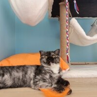 Scottish Fold, Kedi  Gece fotoğrafı