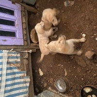Golden Retriever, Köpek  Golden fotoğrafı