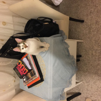 Tekir Kedi, Kedi  Çiko fotoğrafı