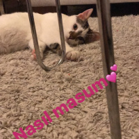 Tekir Kedi, Kedi  Çiko fotoğrafı