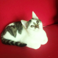 Tekir Kedi, Kedi  Çiko fotoğrafı