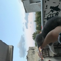 Tekir Kedi, Kedi  Balım fotoğrafı