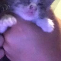 Tekir Kedi, Kedi  Balım fotoğrafı