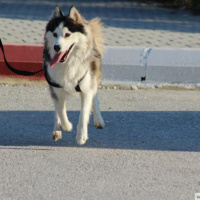 Sibirya Kurdu (Husky), Köpek  PAŞA fotoğrafı