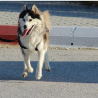 Sibirya Kurdu (Husky), Köpek  PAŞA fotoğrafı