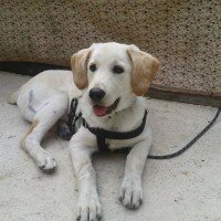 Golden Retriever, Köpek  Tarçın fotoğrafı