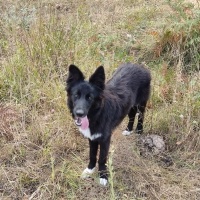 Border Collie, Köpek  Bonie fotoğrafı