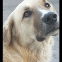 Kangal, Köpek  Pamuk fotoğrafı