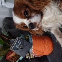 Cavalier King Charles Spanieli, Köpek  Jack fotoğrafı