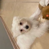Maltese, Köpek  Archie fotoğrafı
