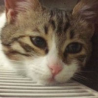 Manx, Kedi  Biber fotoğrafı