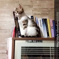 Manx, Kedi  Biber fotoğrafı