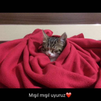 Manx, Kedi  Biber fotoğrafı