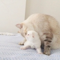 British Shorthair, Kedi  Dudu fotoğrafı
