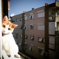 Tekir Kedi, Kedi  Tarçın fotoğrafı
