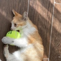 Tekir Kedi, Kedi  Limon fotoğrafı
