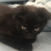 Scottish Fold, Kedi  28 haziran doğumlu scotish fold chocolate fotoğrafı