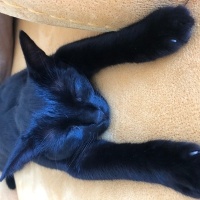 Bombay, Kedi  Pusu fotoğrafı