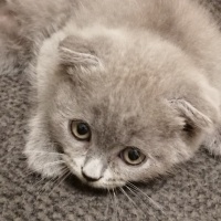Scottish Fold, Kedi  Ponçik fotoğrafı