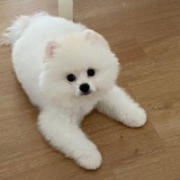Pomeranyalı, Köpek  Oscar fotoğrafı