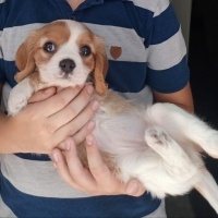 Cavalier King Charles Spanieli, Köpek  Tarçın fotoğrafı