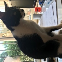 Tuxedo (Smokin) Kedi, Kedi  Themis fotoğrafı
