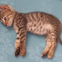 Tekir Kedi, Kedi  ŞANS fotoğrafı
