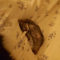 Tekir Kedi, Kedi  ŞANS fotoğrafı