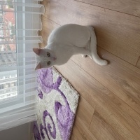 Ankara Kedisi, Kedi  Fıstık fotoğrafı