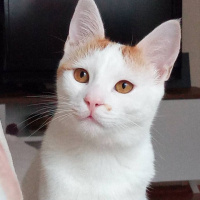 Sarman, Kedi  Balım pamuk kar fotoğrafı