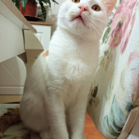 Sarman, Kedi  Balım pamuk kar fotoğrafı