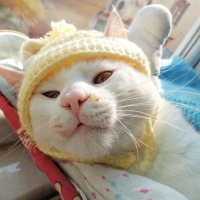 Sarman, Kedi  Balım pamuk kar fotoğrafı