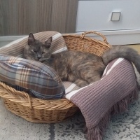 British Shorthair, Kedi  CEKU fotoğrafı