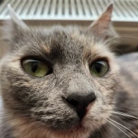 British Shorthair, Kedi  CEKU fotoğrafı