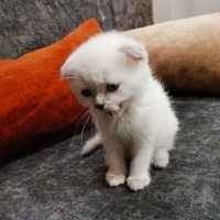 Scottish Fold, Kedi  Prenses fotoğrafı