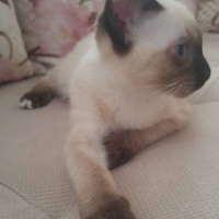 Siyam Kedisi, Kedi  Sila fotoğrafı