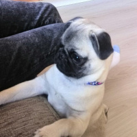 Pug, Köpek  Çiko fotoğrafı