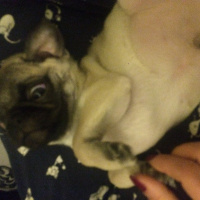 Pug, Köpek  Çiko fotoğrafı