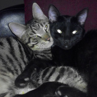 Tekir Kedi, Kedi  diego - ungabunga  fotoğrafı