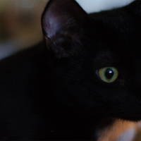 Tekir Kedi, Kedi  diego - ungabunga  fotoğrafı